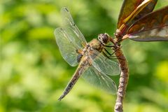 LIBELLE II