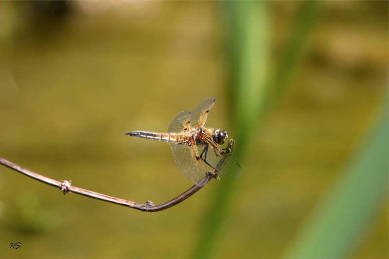 Libelle II