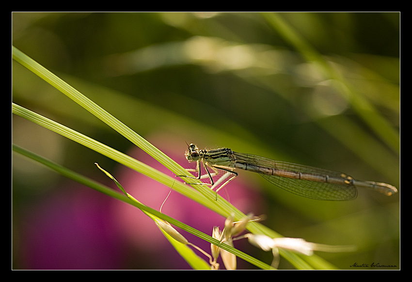 Libelle II