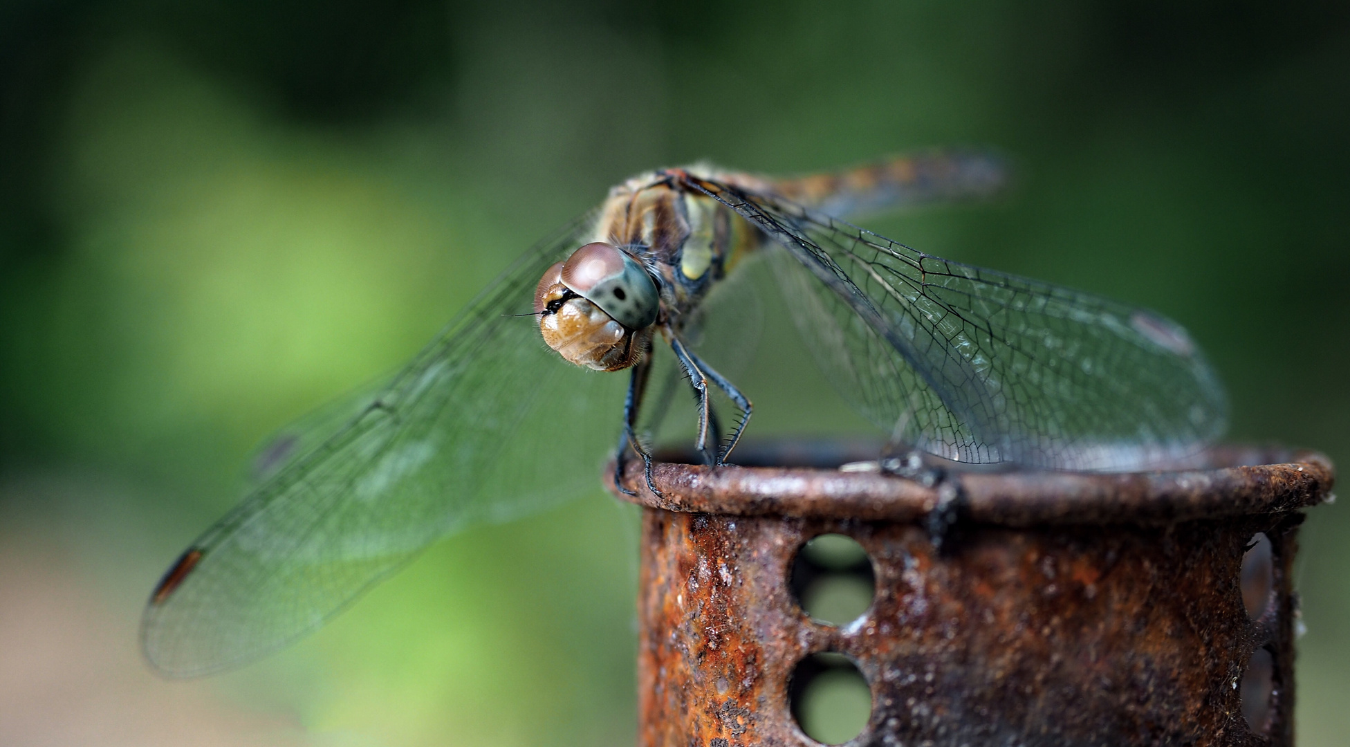 Libelle II