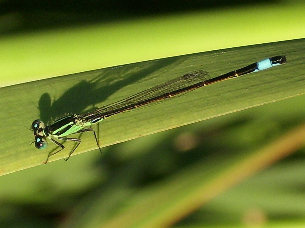 Libelle II