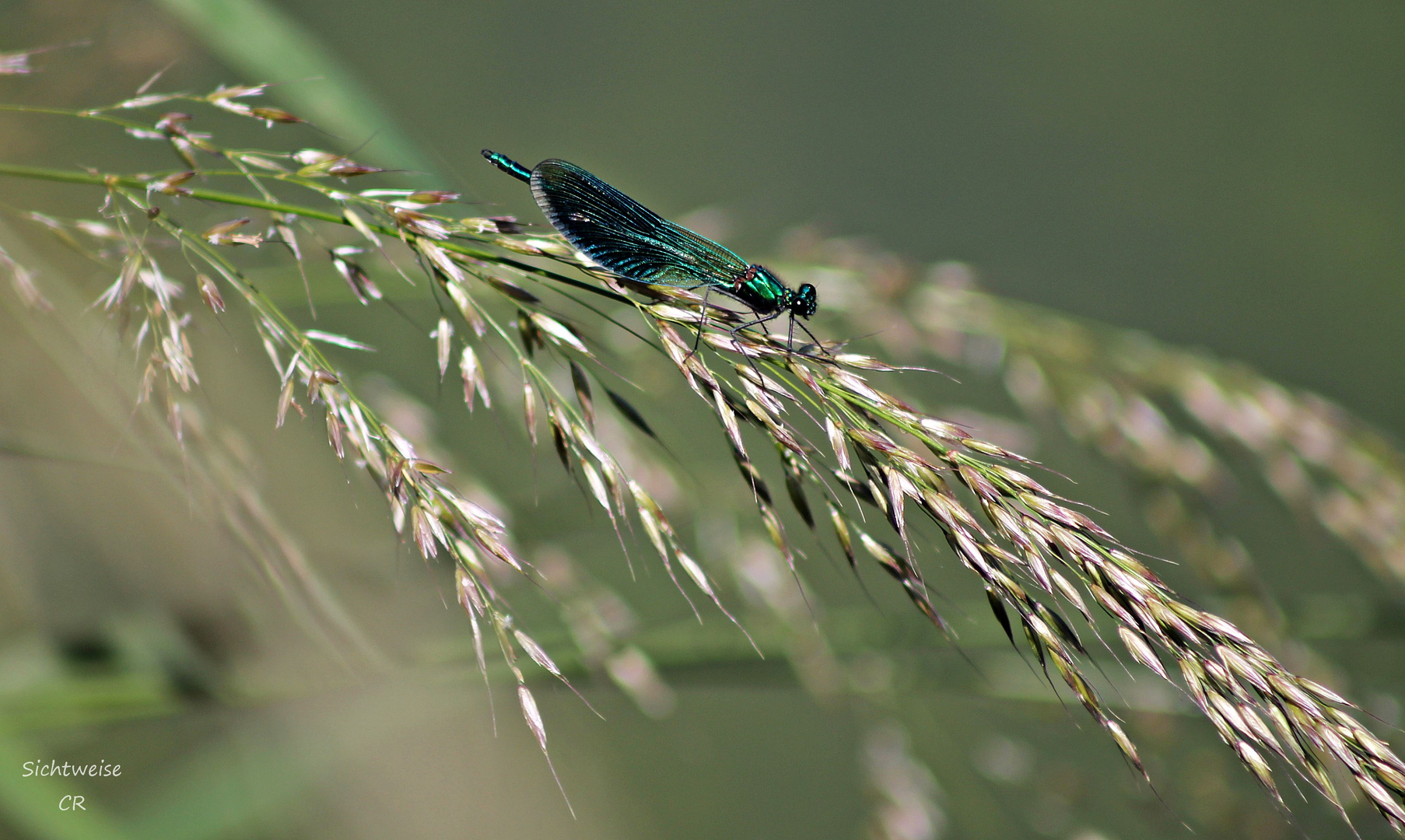 Libelle II