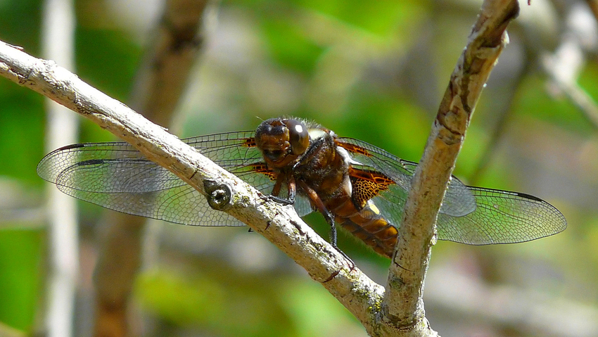 Libelle II