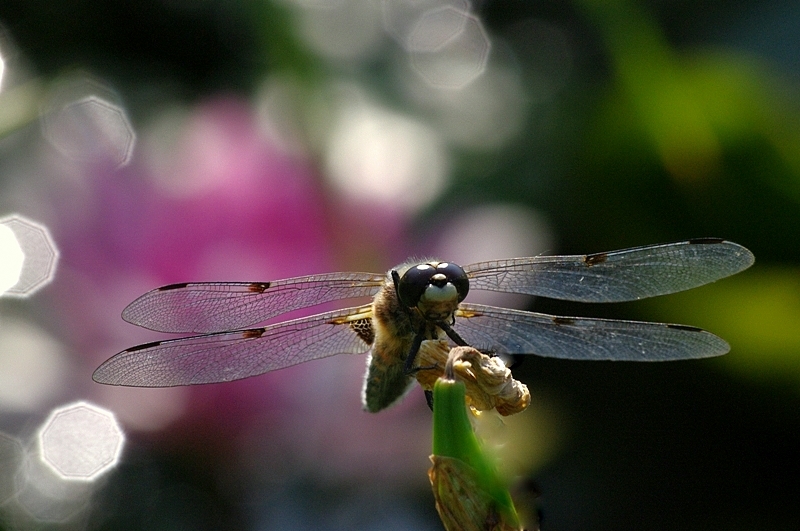 Libelle II