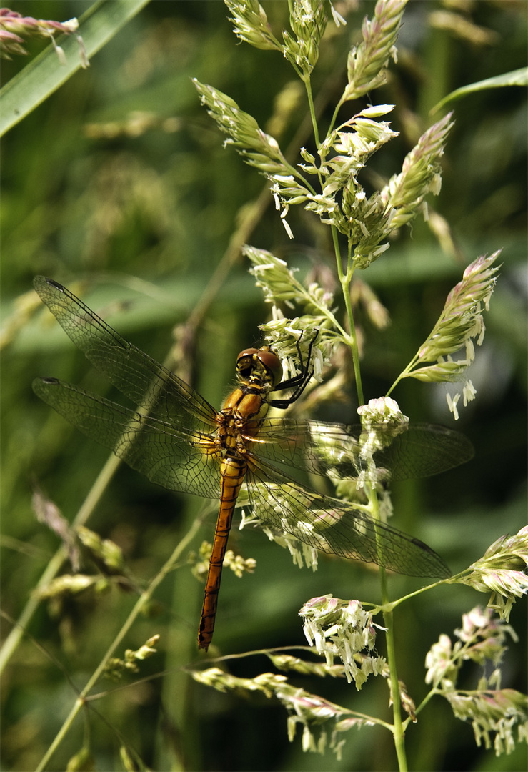 Libelle II