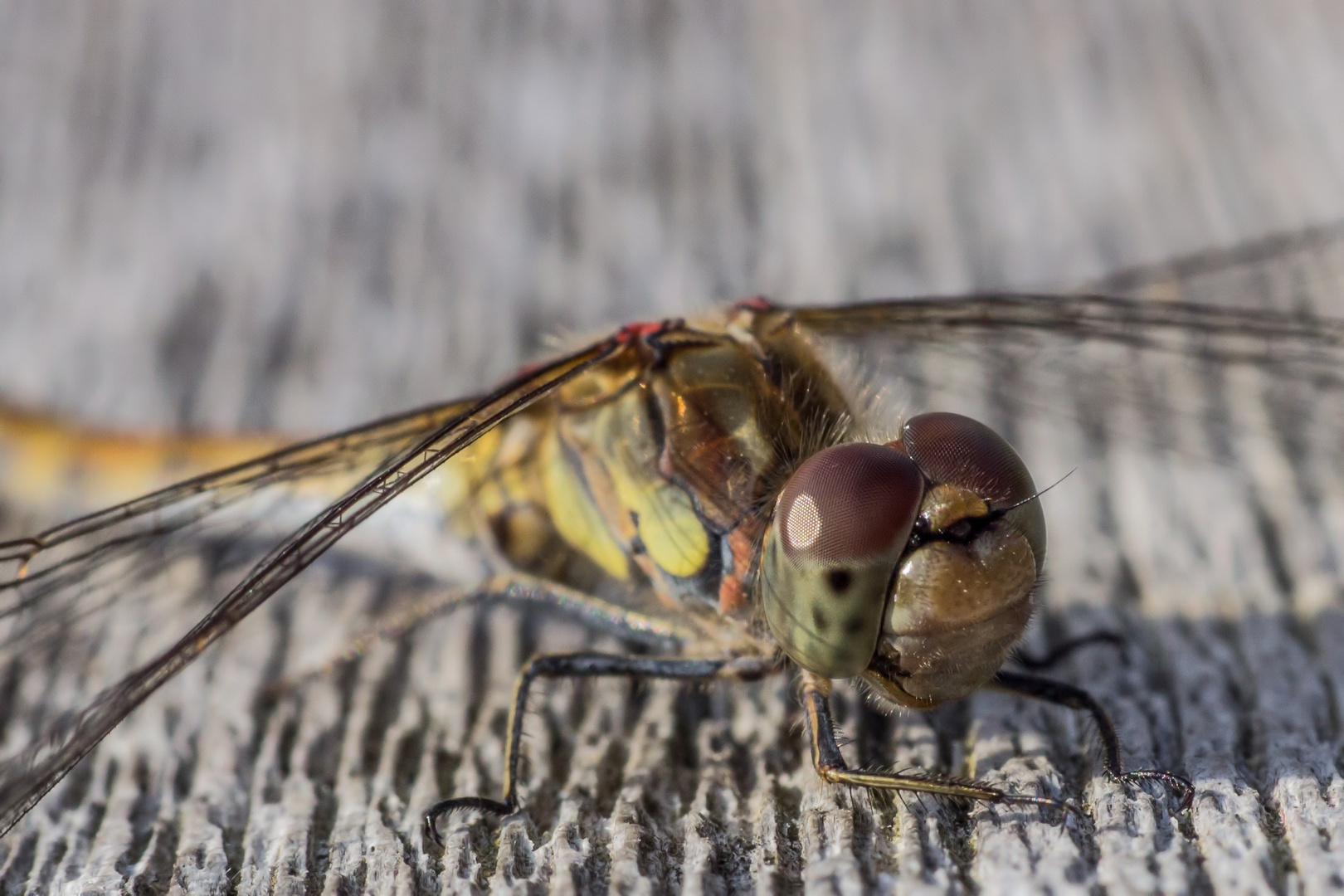 Libelle II