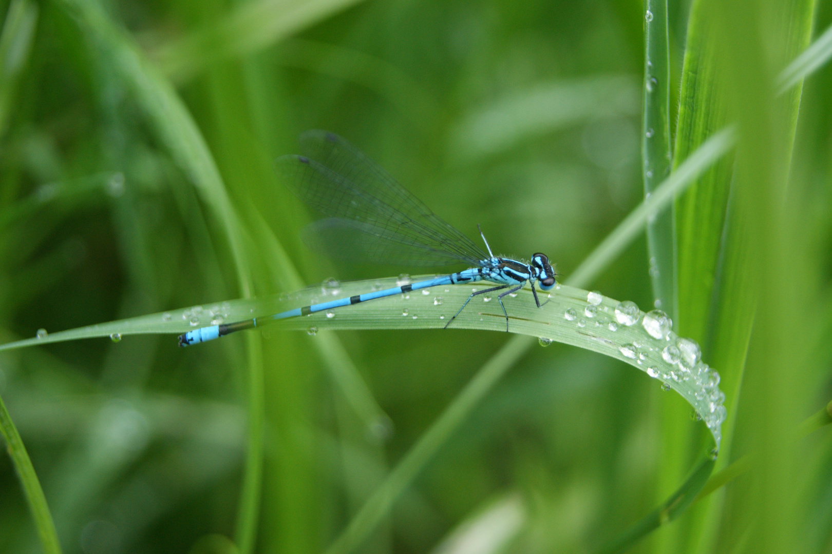 Libelle II