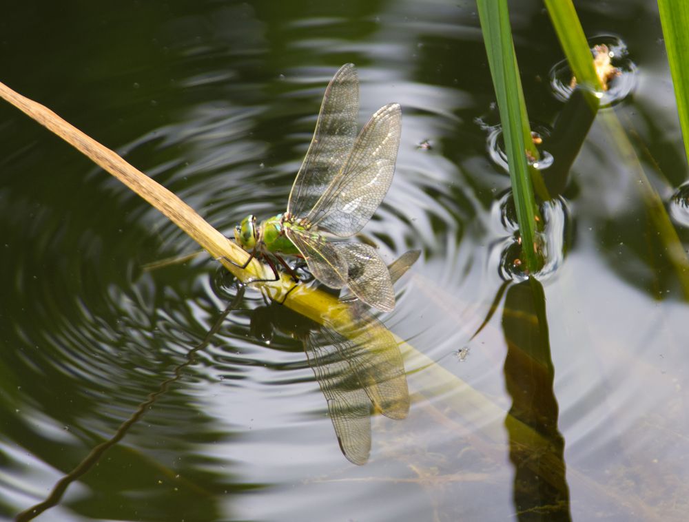 Libelle III