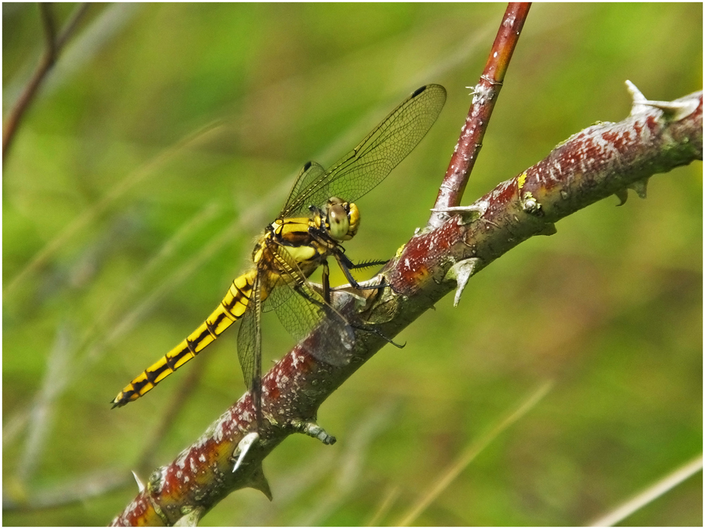 Libelle III