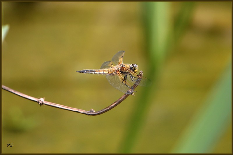 Libelle III