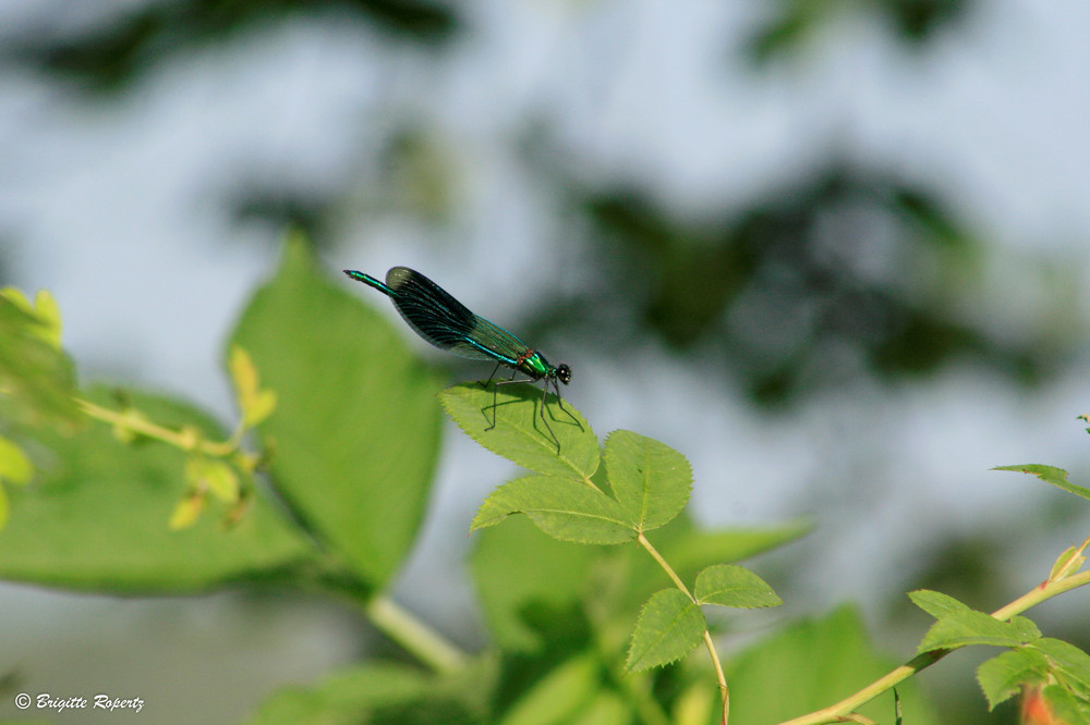 Libelle III