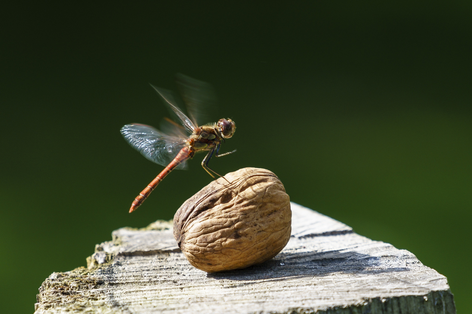 Libelle III