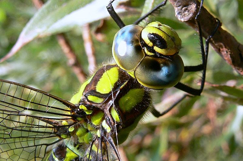 Libelle III