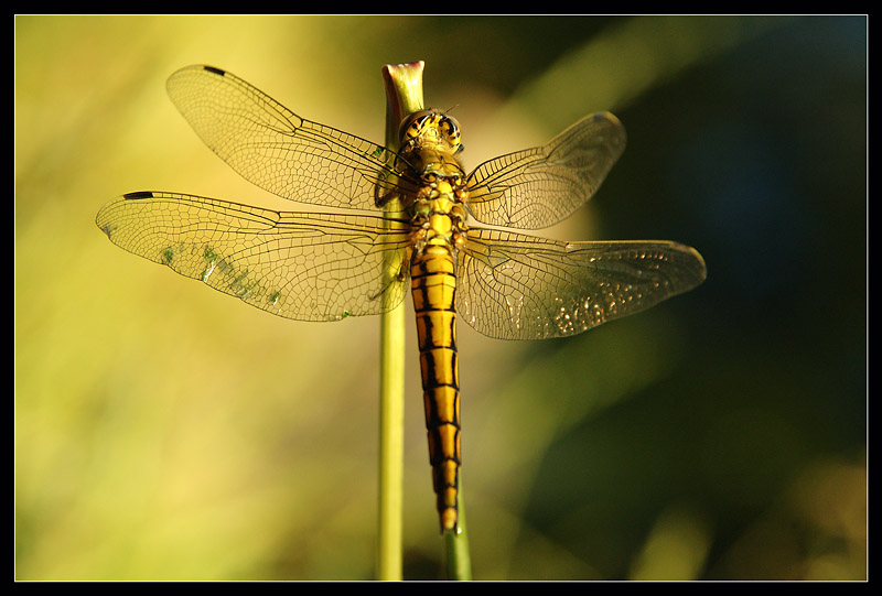 Libelle im Abendlicht