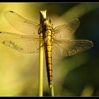 Libelle im Abendlicht