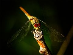 Libelle im Abendlicht