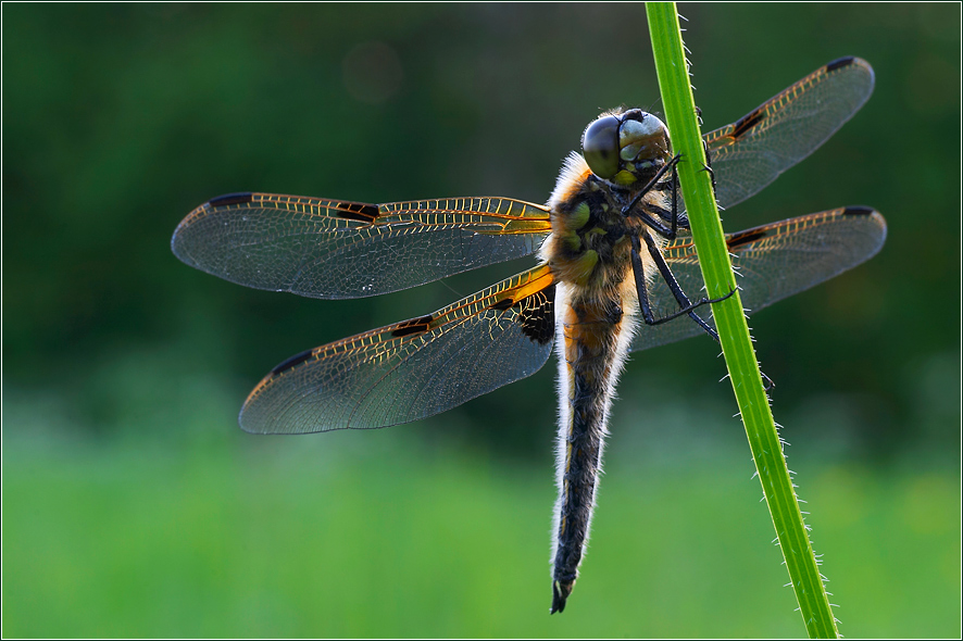 Libelle im Abendlicht