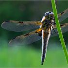 Libelle im Abendlicht