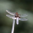 Libelle im Abendlicht