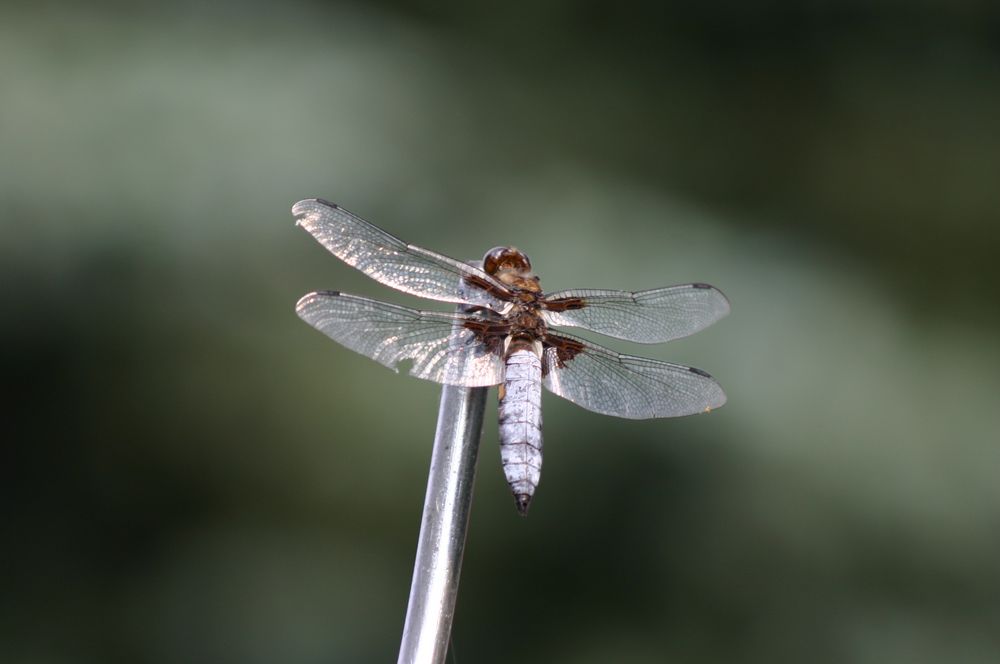 Libelle im Abendlicht