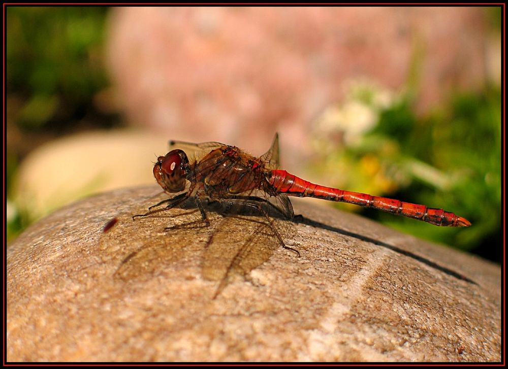 Libelle im Abendlicht