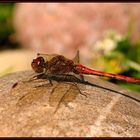 Libelle im Abendlicht