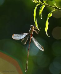 Libelle im Abendlicht