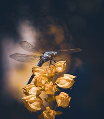 Libelle im Abendlicht