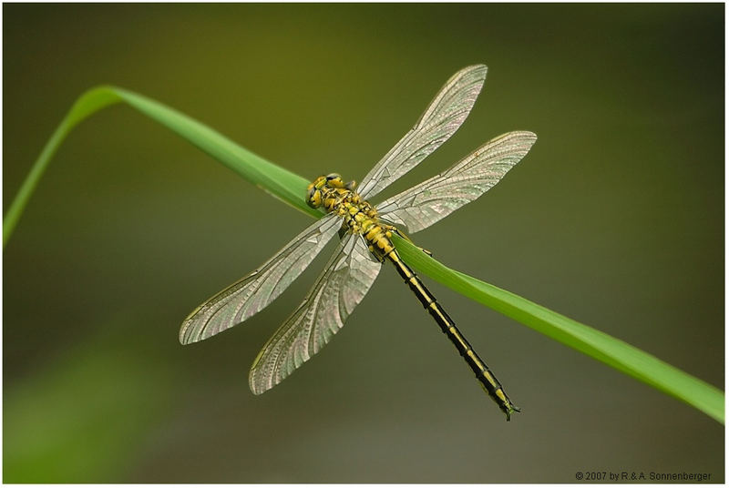 Libelle im Abendlicht