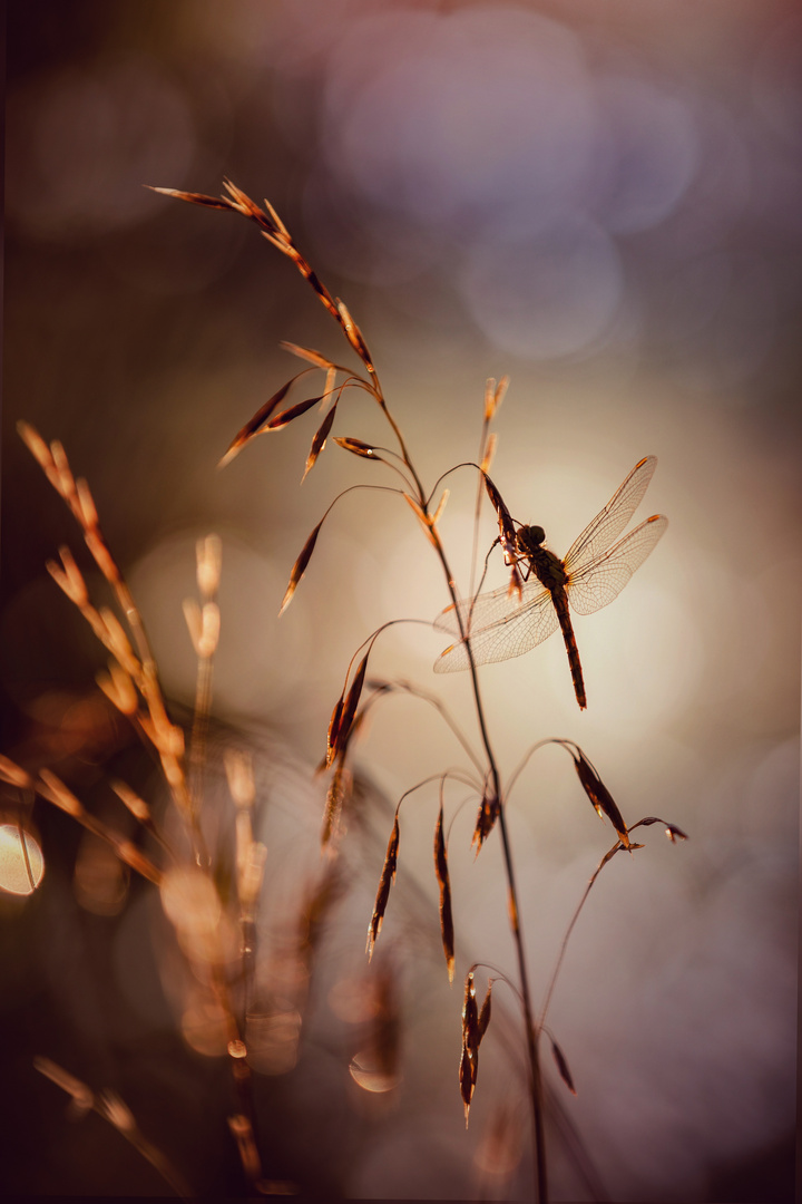 Libelle im Abendlicht