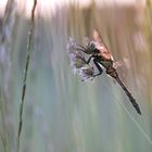 Libelle im Abendlicht