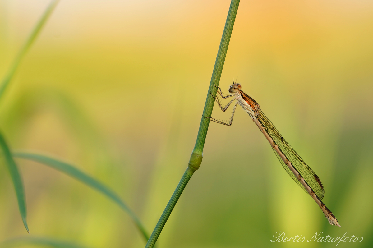 Libelle im Abendlicht