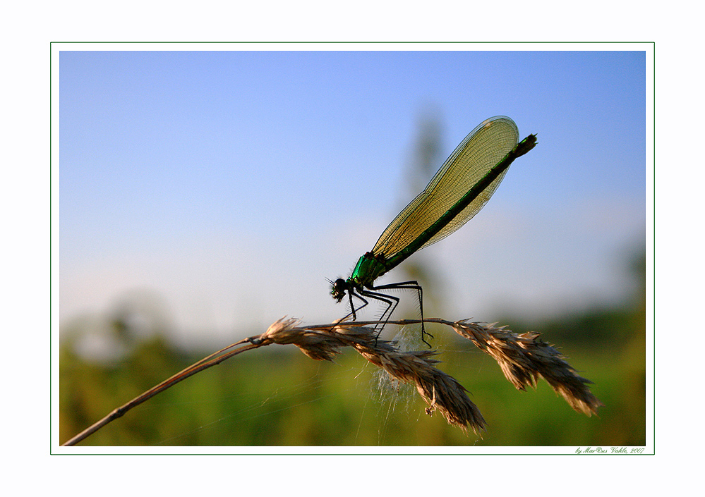 Libelle im Abendlicht