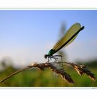 Libelle im Abendlicht