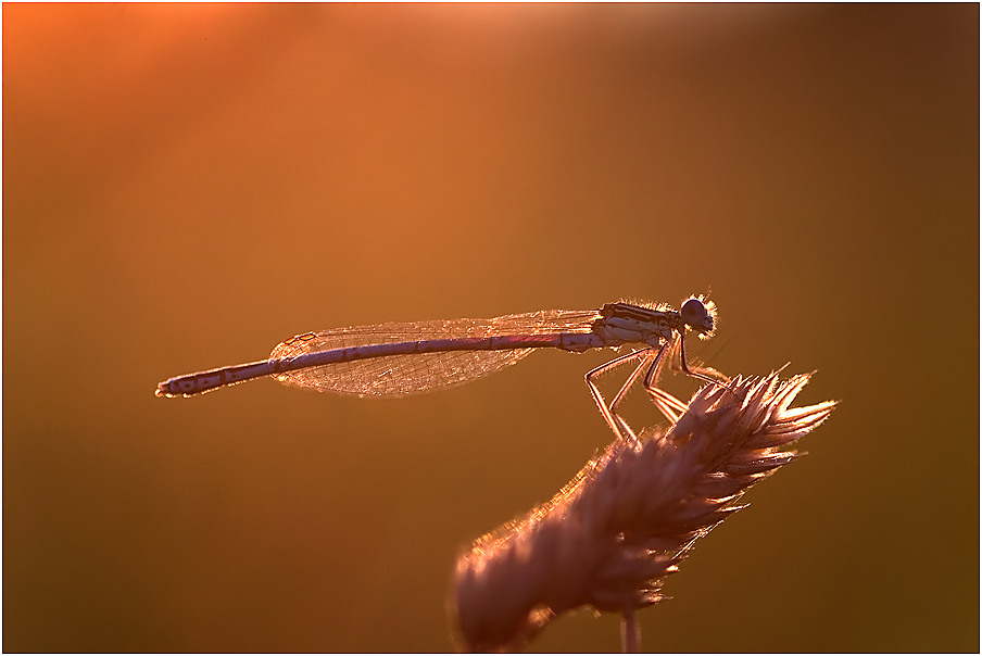 Libelle im Abendlicht