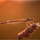 Libelle im Abendlicht