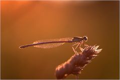 Libelle im Abendlicht