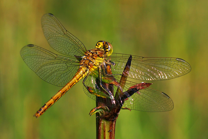 Libelle im Abendlicht