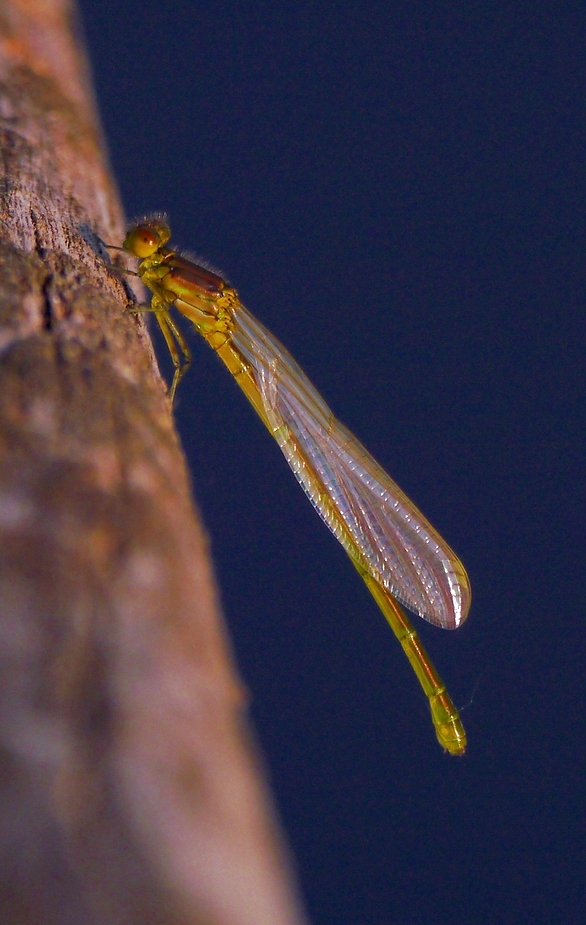 Libelle im Abendlicht