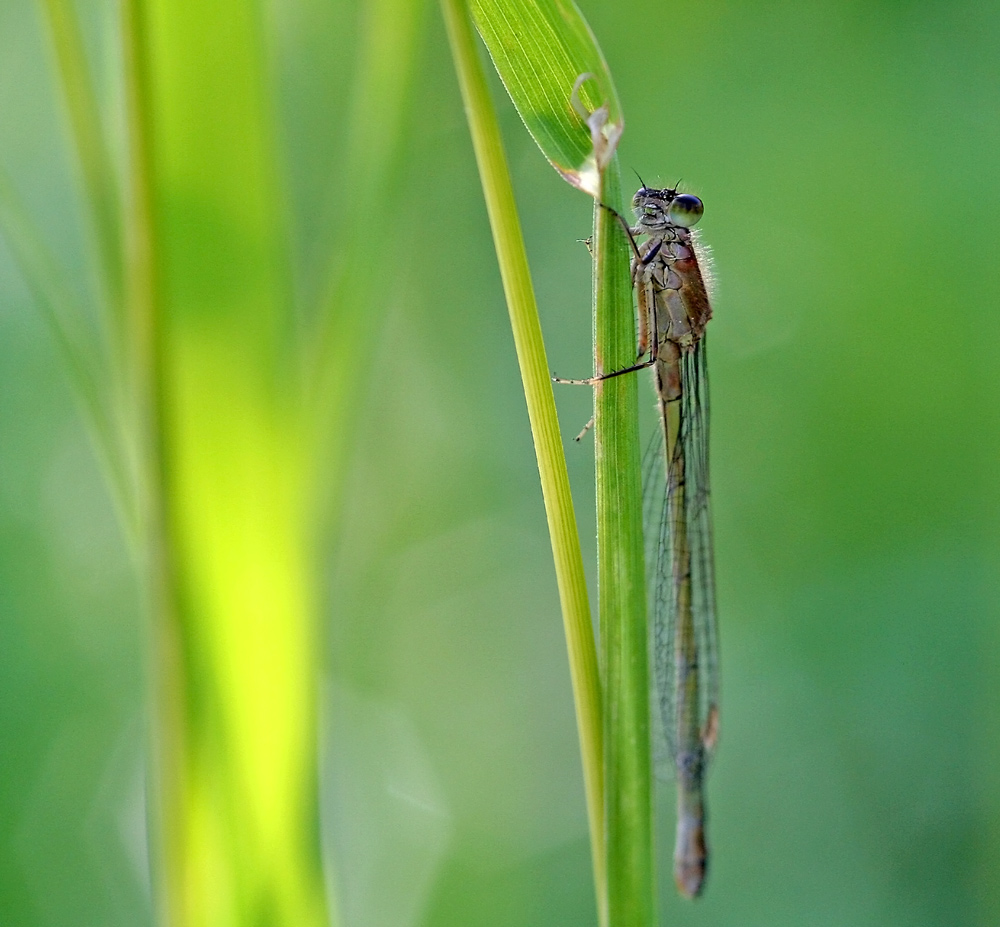 Libelle im Abendlicht