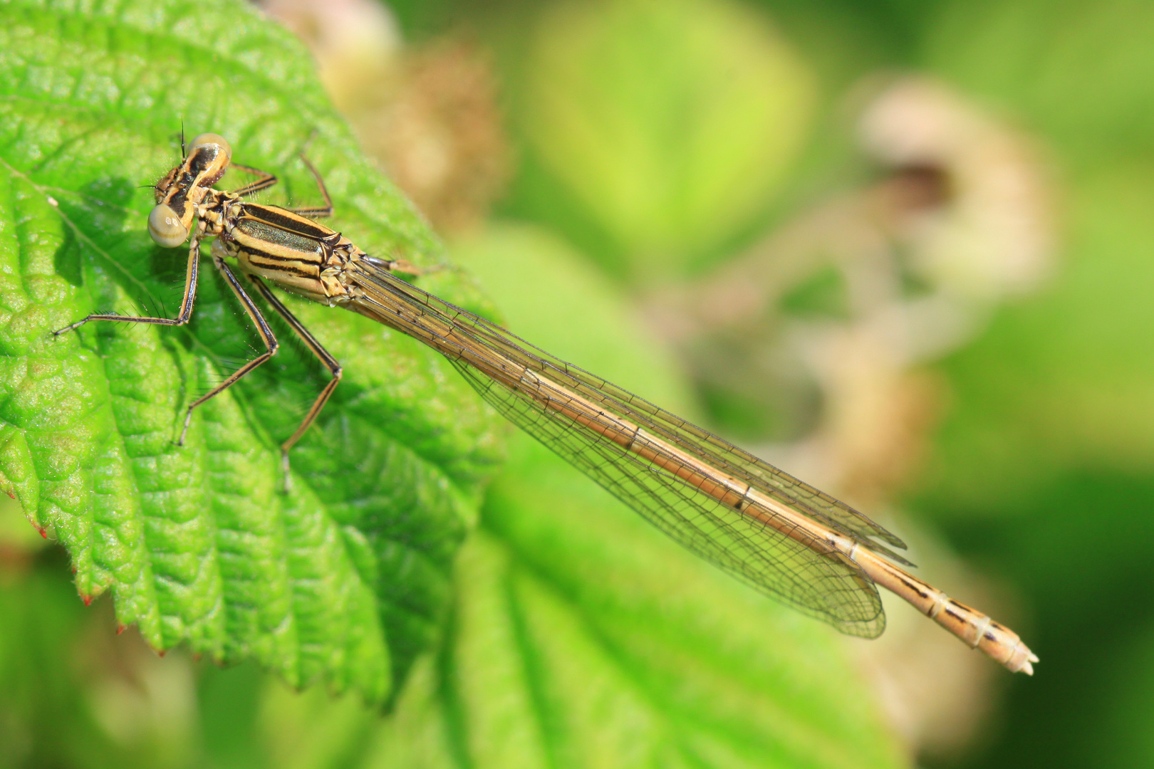 Libelle im Abendlicht