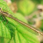 Libelle im Abendlicht