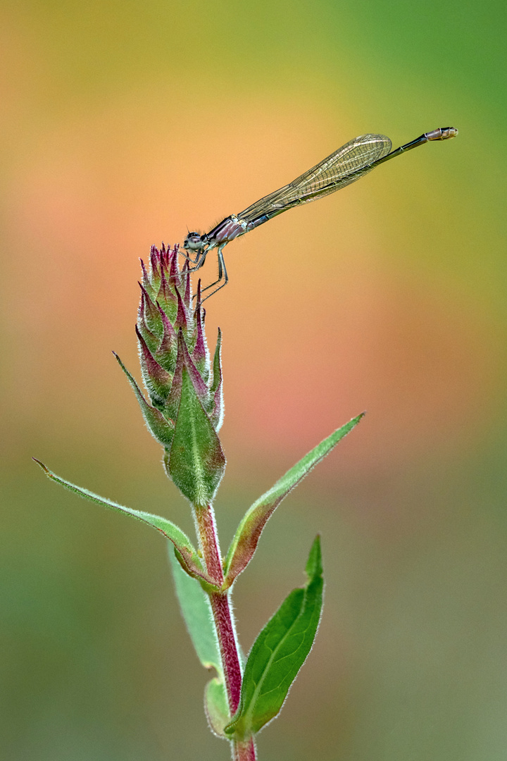 Libelle im Abendlicht