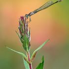 Libelle im Abendlicht