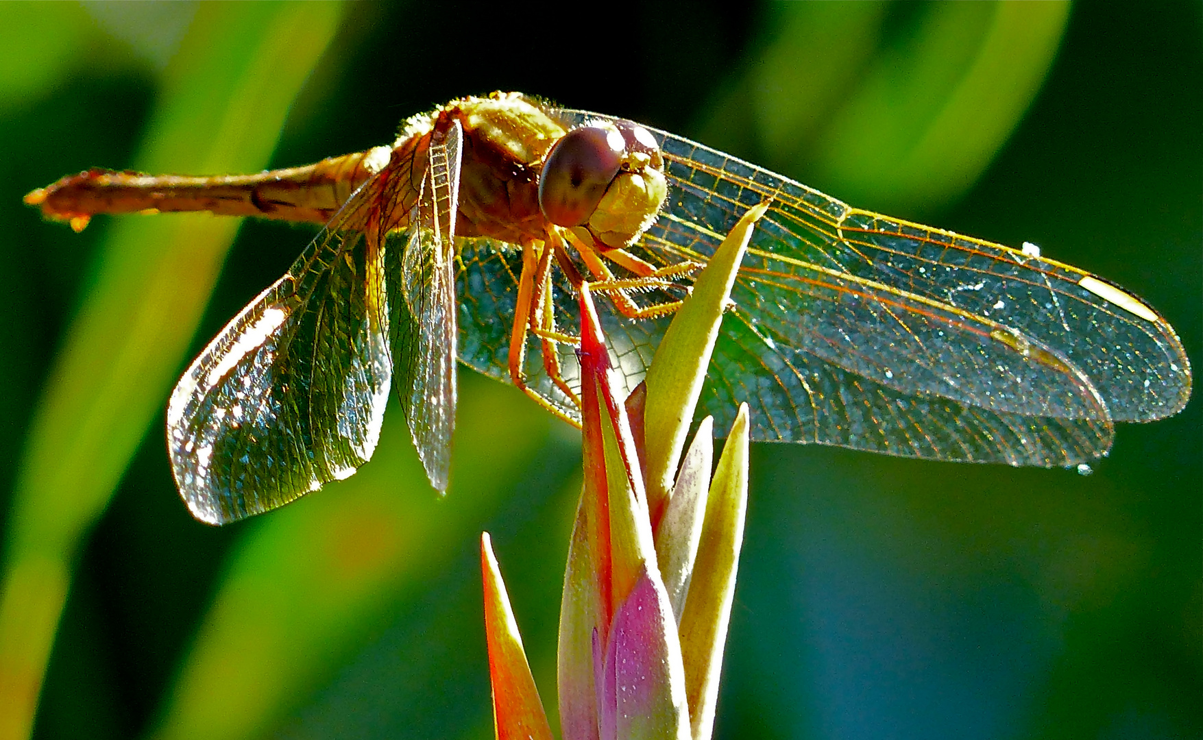 Libelle im Abendlicht....