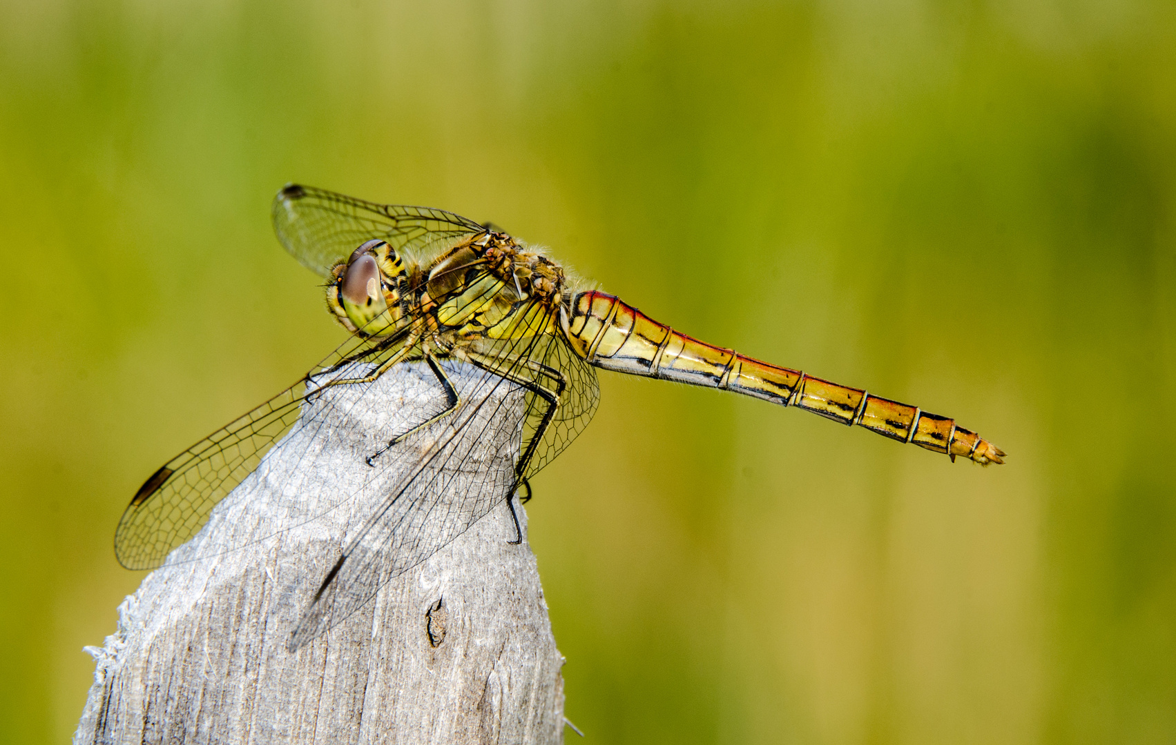 Libelle im Abendlicht