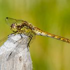 Libelle im Abendlicht