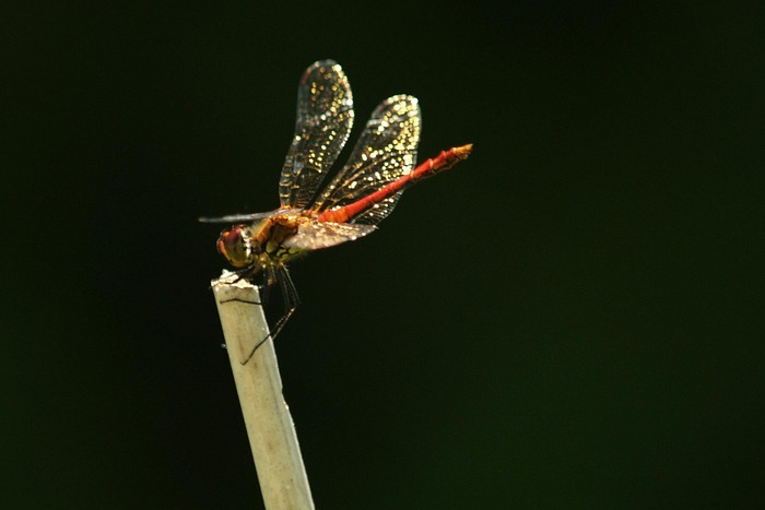 Libelle im Abendlicht