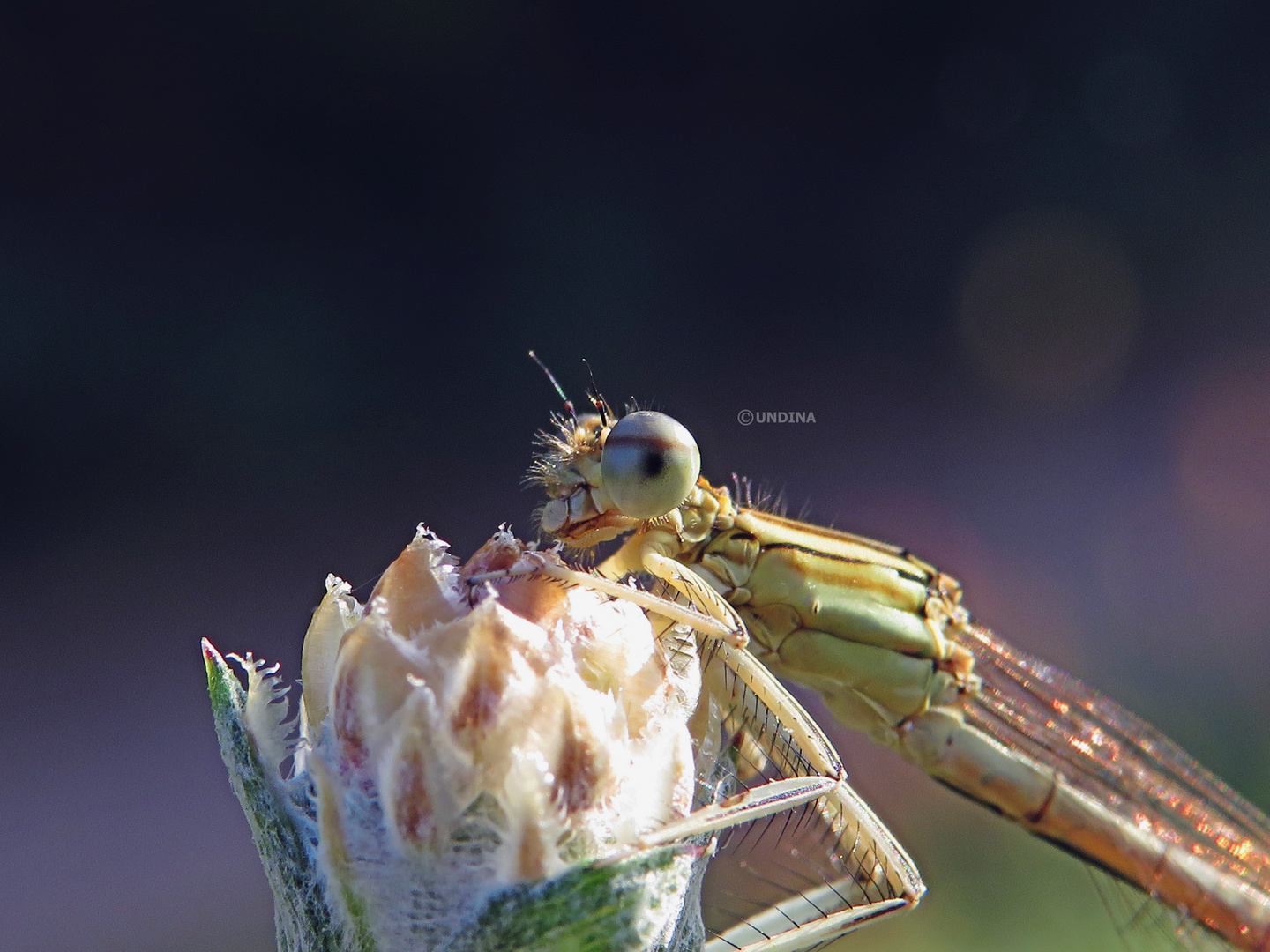 Libelle im Abendrot