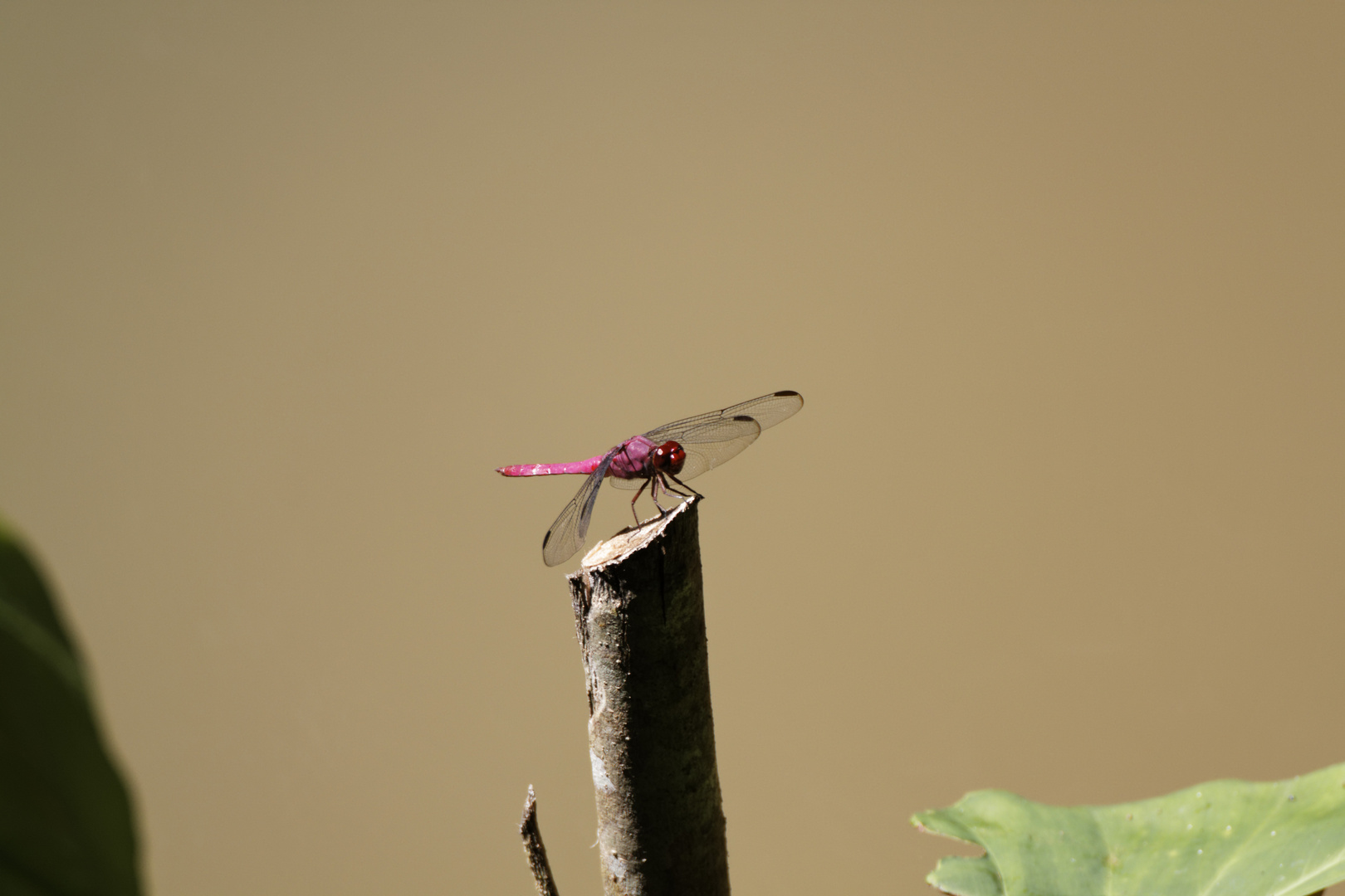 Libelle im Amazonas